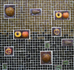 image of Tucson Botanical Gardens
